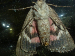 Catocala sponsa