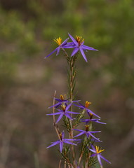 Calectasia intermedia