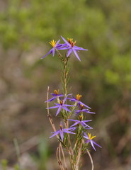 Calectasia intermedia