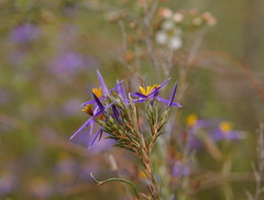 Calectasia intermedia