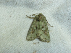 Dryobotodes carbonis