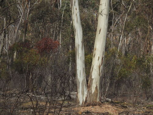 Eucalyptus leucoxylon