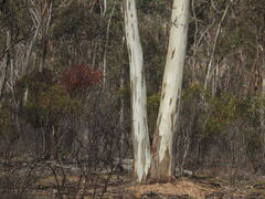 Eucalyptus leucoxylon
