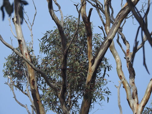 Eucalyptus leucoxylon