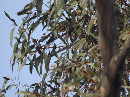 Eucalyptus leucoxylon