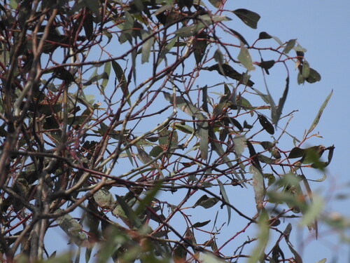 Eucalyptus leucoxylon