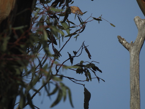 Eucalyptus leucoxylon