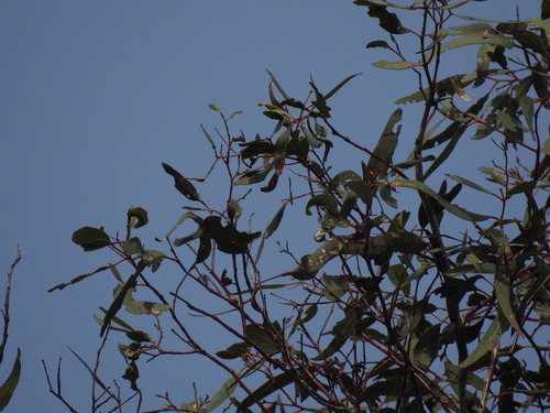 Eucalyptus leucoxylon