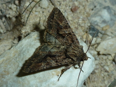 Dryobotodes tenebrosa