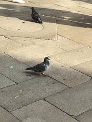 Columba livia domestica
