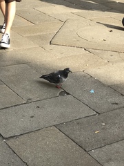 Columba livia domestica