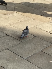 Columba livia domestica