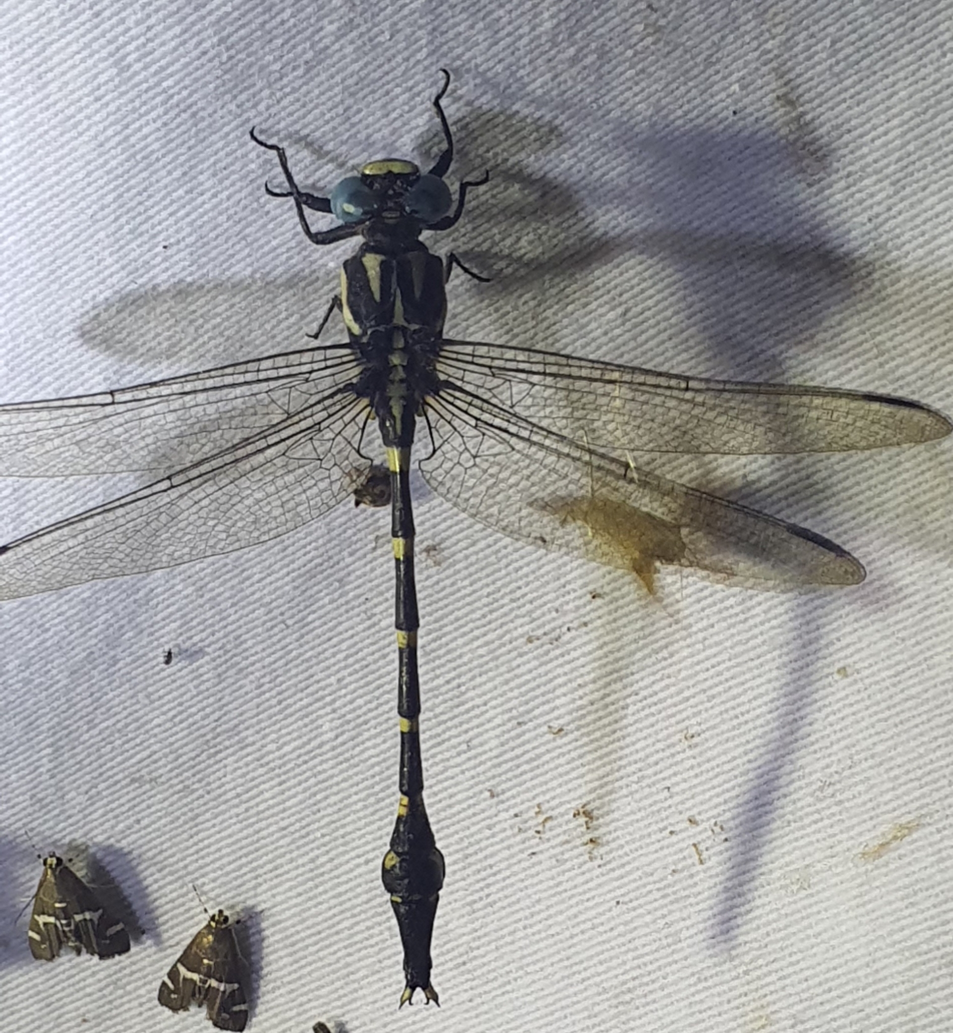 Keiser’S Forktail