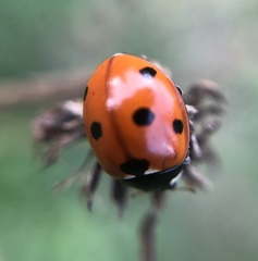 Coccinella septempunctata