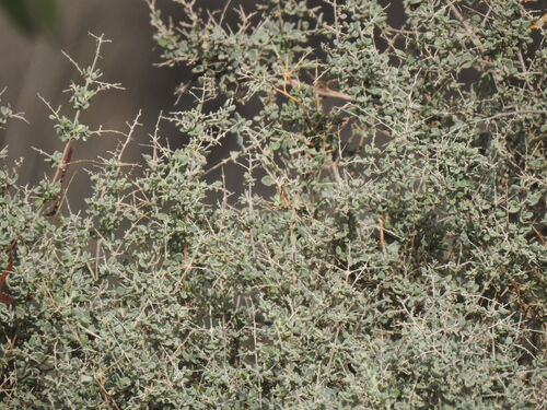 Hedge Salt-bush (Rhagodia spinescens)
