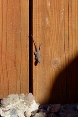 Sceloporus occidentalis