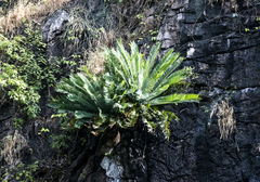 Cycas tropophylla