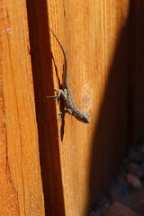 Sceloporus occidentalis