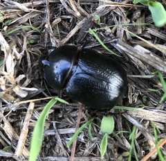 Pentodon bidens punctatus