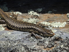 Oligosoma grande