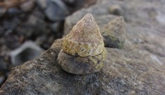 Bembicium