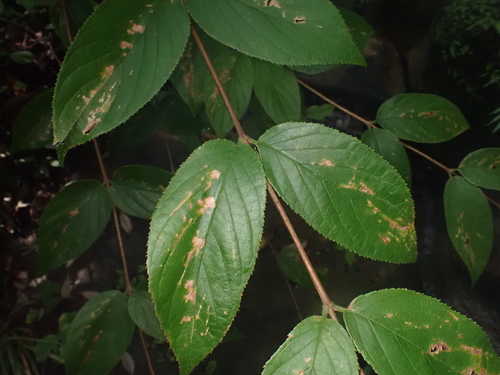 Deutzia yaeyamensis iNat (1)