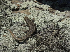 Oligosoma grande