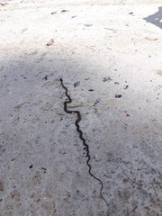 Chrysopelea