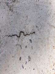 Chrysopelea