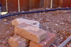 Sceloporus occidentalis
