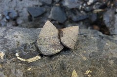 Bembicium