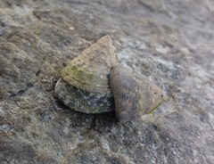 Bembicium