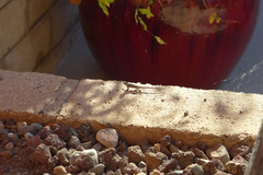 Sceloporus occidentalis