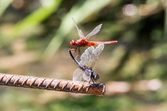 Crocothemis servilia