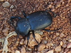 Parastizopus
