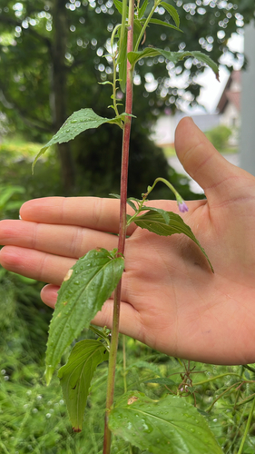 Epilobium montanum iNat (1)