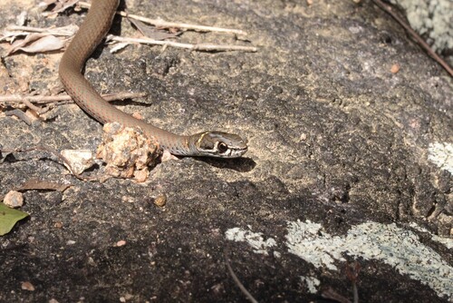 Collared Whipsnake