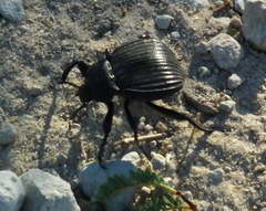 Gonopus