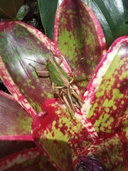 Agriacris jucunda