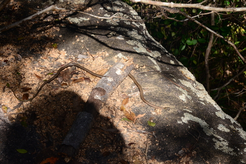Collared Whipsnake