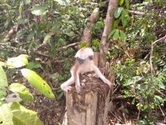 Presbytis rubicunda