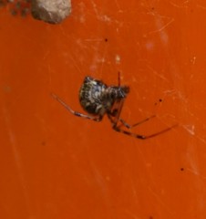 Parasteatoda