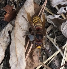 Vespa crabro