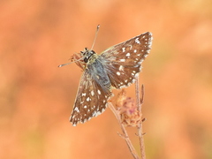Spialia orbifer
