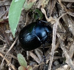 Coleoptera