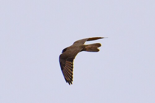 Brown Falcon