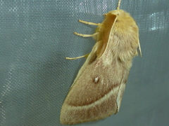 Lasiocampa trifolii cocles