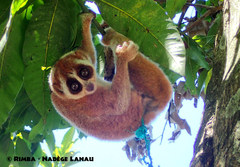 Sunda Slow Loris photo 3