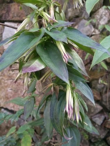 Tripterospermum filicaule