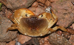 Gecarcinucidae